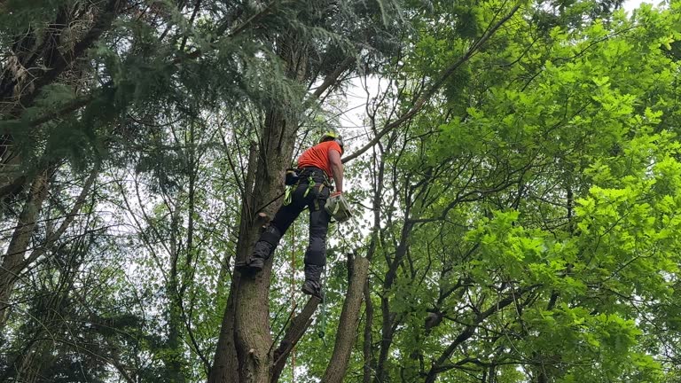 Best Tree Maintenance Programs  in Lauderhill, FL